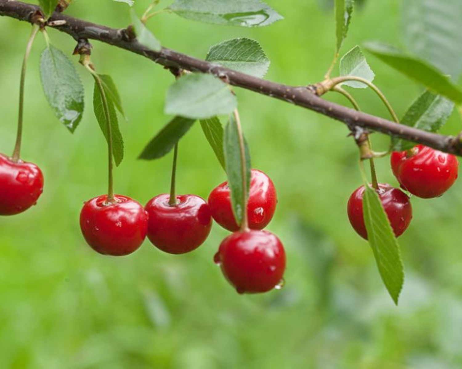 Hammana Family Cherry Picking, Picnic & nature Hike